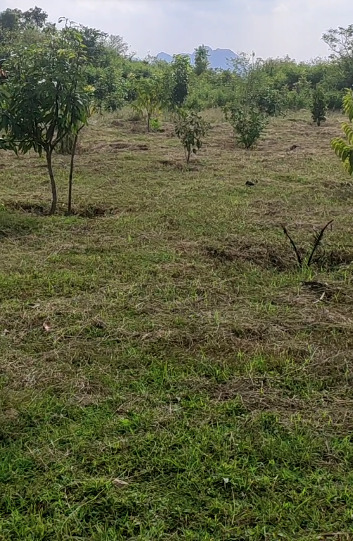 farmland for sale in hosur