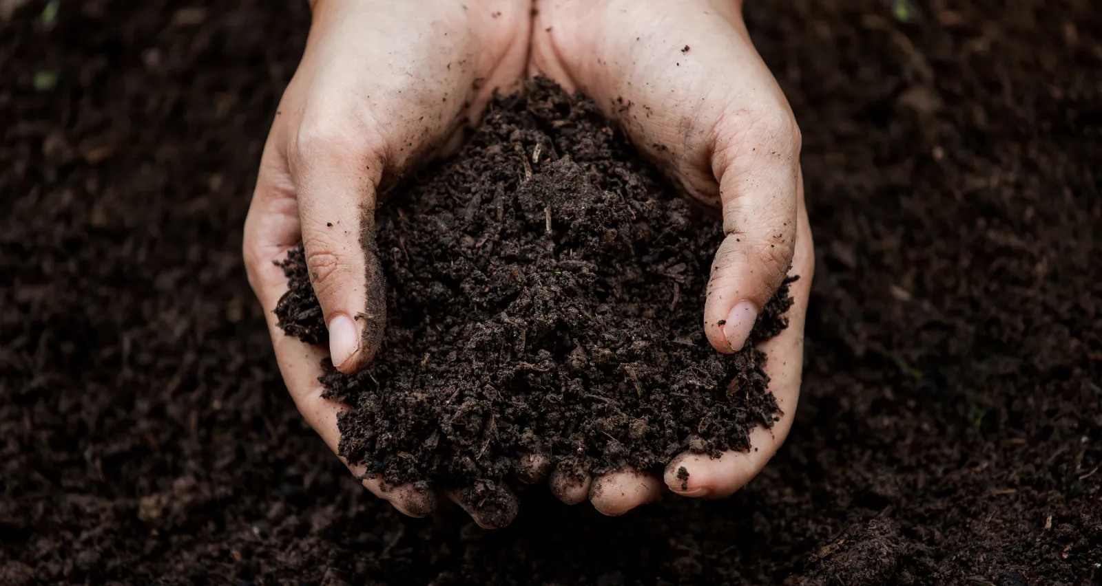 The Importance of Soil Health in Organic Farming